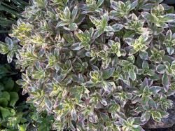 Panaschierter Goldfelberich - - Panaschierter Goldfelberich - -