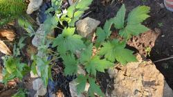 Garten Anemone Garten Anemone