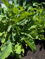 5 Stecklinge: Ewiger Kohl 5 Stecklinge: Ewiger Kohl