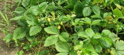 Ananas Erdbeere Ananas Erdbeere