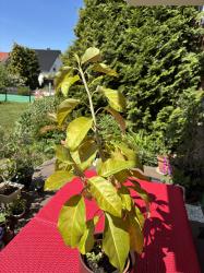 Goldkelchwein
