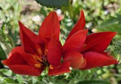 Türkische Wildtulpe Türkische Wildtulpe
