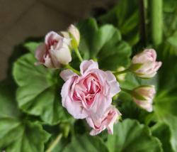 Pelargonie Lady Gertrude Pelargonie Lady Gertrude
