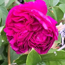 Rose Charles de Mills Rose Charles de Mills