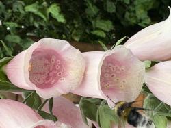 Fingerhut zart rosa Fingerhut zart rosa