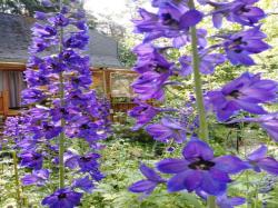 Rittersporn blau und violett Rittersporn blau und violett