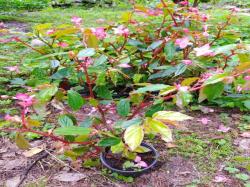 Begonia acutifolia Begonia acutifolia