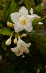 Weigelie mit weißen Blüten