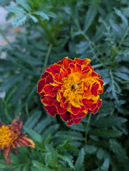 Tagetes Bolero