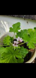 Duft Pelargonie Zitrone