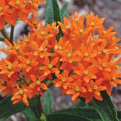 Seidenpflanze Asclepias tubersa orange Trockenbeet