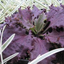 Plantago major purple perversion lila Wegerich