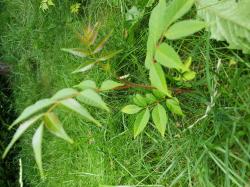 Toona sinensis, Ableger Toona sinensis, Ableger