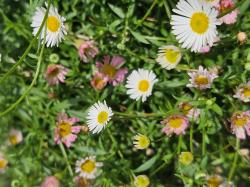 Spanisches Gänseblümchen Spanisches Gänseblümchen