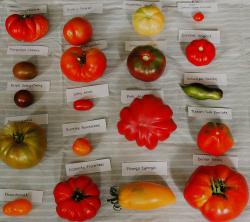 Tomaten 5x10 Tomaten 5x10