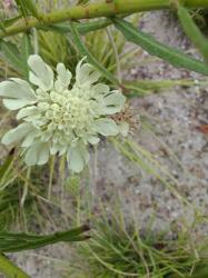 Scabiosa ochroleuca – Gelbe Skabiose Scabiosa ochroleuca – Gelbe Skabiose