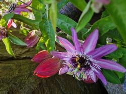 Passiflora violacea Victoria Passiflora violacea Victoria