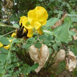 Gewöhnlicher Blasenstrauch Gewöhnlicher Blasenstrauch