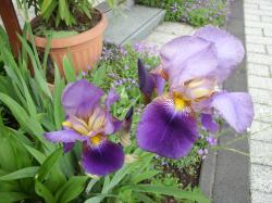 Historische Iris Historische Iris