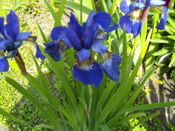 Iris Sibirica 1 Päckchen voll Iris Sibirica 1 Päckchen voll