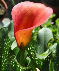 Zandeschia Red Alert Zandeschia Red Alert