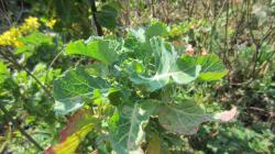 ewiger Kohl und Fruchtminze ewiger Kohl und Fruchtminze