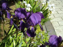 Iris media dunkellila Iris media dunkellila
