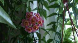 Hoya Davidcummingii Hoya Davidcummingii