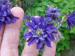 Akelei blau winterhart Samen Akelei blau winterhart Samen