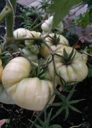 Tomate White Queen 