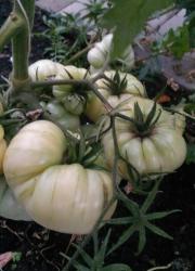 Tomate White Queen Tomate White Queen