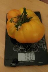 Tomate Limonij Gigant Tomate Limonij Gigant