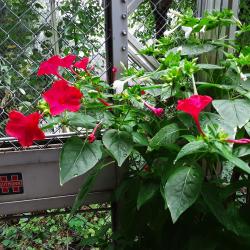 Wunderblume, weiß, zartlila, rot Wunderblume, weiß, zartlila, rot