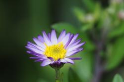 *Foto Aster Ezo Murasaki *Foto Aster Ezo Murasaki
