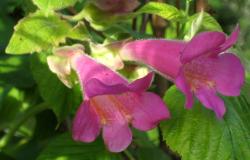 Kletterndes Löwenmäulchen, rosa Kletterndes Löwenmäulchen, rosa