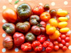 Tomatenauswahl 3x10 Tomatenauswahl 3x10