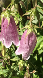 Japanglockenblume 
