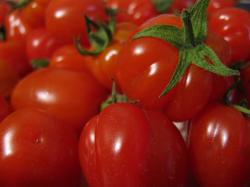 Tomate 'Cherry Accordion' Tomate 'Cherry Accordion'