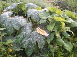 Zucchini Costates Romanesco Zucchini Costates Romanesco