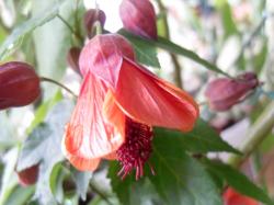 Abutilon Schönmalve HOT LAVA Abutilon Schönmalve HOT LAVA