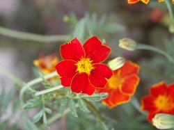 Tagetes Linnaeus Tagetes Linnaeus