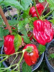 Chili "Criolla de Cocina" Chili "Criolla de Cocina"
