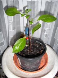 Sambung Nyawa