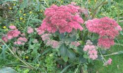 Fette Henne, Herbstfreude Fette Henne, Herbstfreude