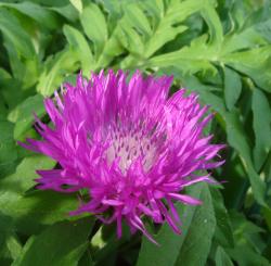 Kaukasus-Flockenblume Kaukasus-Flockenblume