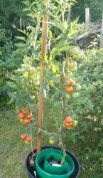Tomate Roter Heinz 