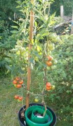 Tomate Roter Heinz Tomate Roter Heinz