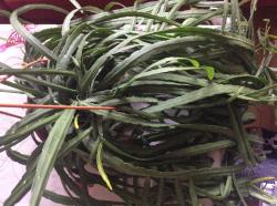 Rhipsalis Lepismium Rhipsalis Lepismium