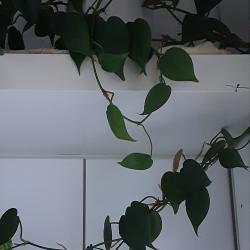 Kletterphilodendron Kletterphilodendron