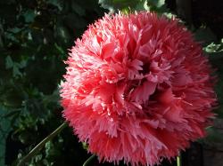 Gefüllte rießen Mohnblüte Gefüllte rießen Mohnblüte